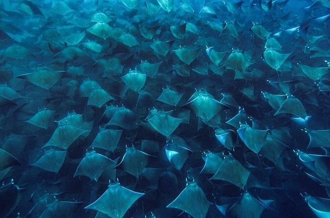 Mobula Ray Snorkeling with Photos Included - Practical Details: What You Need to Know