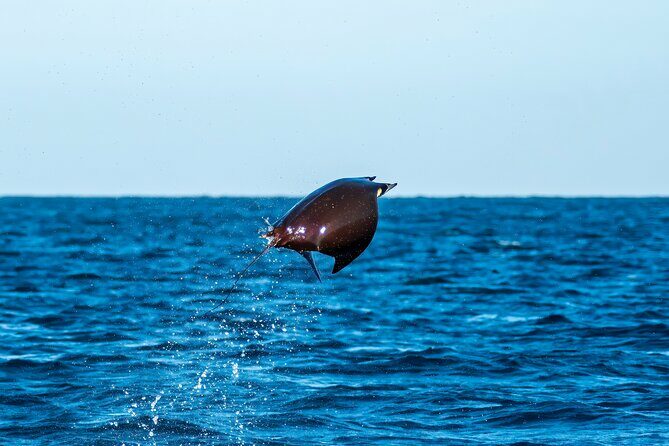 Mobula Ray Snorkeling with Photos Included - Frequently Asked Questions