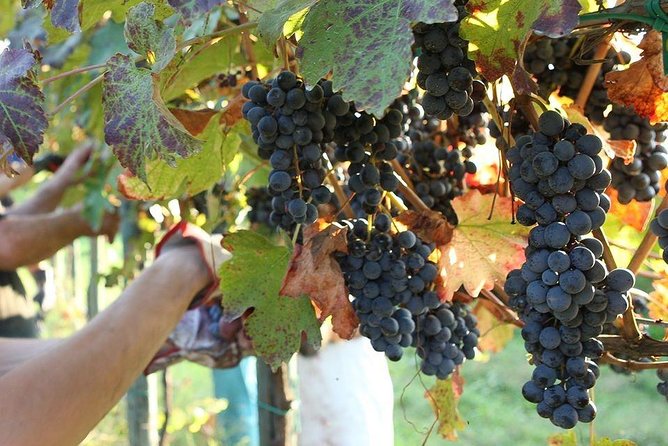Modena Area: Balsamic Vinegar "Aceto" Tasting Experience - Balsamic Vinegar Tasting Experience