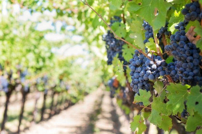 Modena: Lambrusco Wine Tasting and Cellar Tour - Since Your Asked
