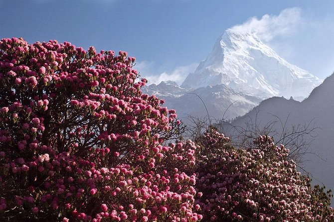 Mohare Danda Panorama Trek Review - Key Points