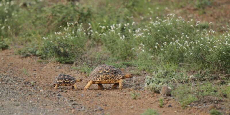 Moholoholo Rehabilitation Centre - Visitor Experience Highlights