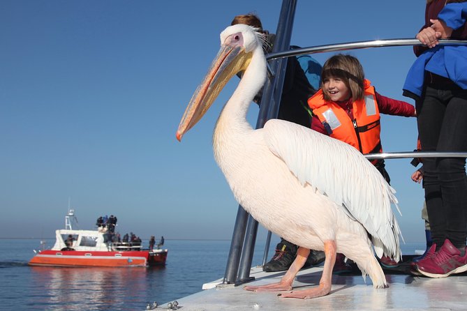 Mola Mola Marine Dolphin Cruise From the Walvis Bay Waterfront to Pelican Point - Cruise Itinerary