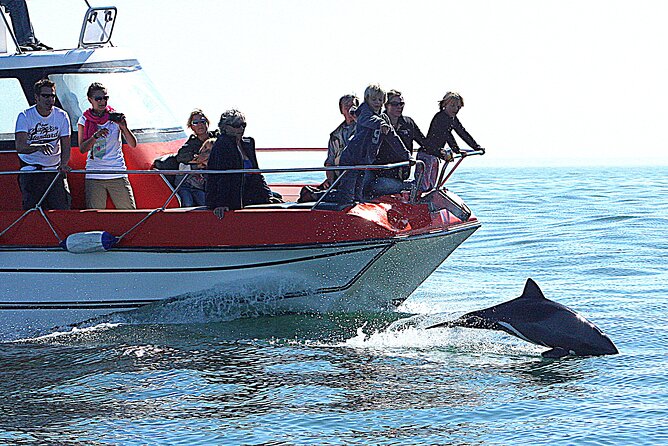 Mola Mola Marine Dolphin Cruise From the Walvis Bay Waterfront to Pelican Point - Meeting and Pickup