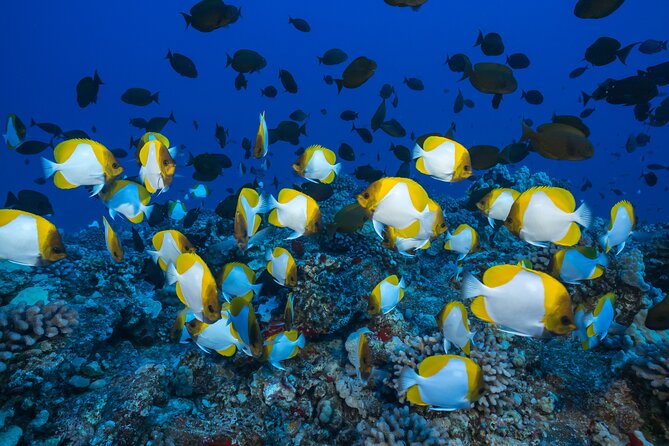 Molokini Crater Snorkeling Adventure - Crew and Amenities