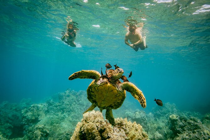 Molokini Crater Snorkeling & Whale Watching 10:30 Am From Kihei - Health and Safety Restrictions