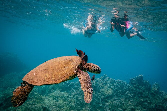 Molokini Crater Snorkeling & Whale Watching 10:30 Am From Kihei - Customer Experiences