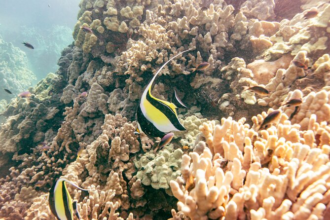 Molokini Crater Snorkeling & Whale Watching 10:30 Am From Kihei - Snorkeling at Molokini Crater