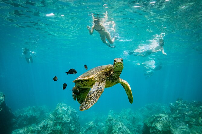 Molokini Crater Snorkeling & Whale Watching 10:30 Am From Kihei - Frequently Asked Questions