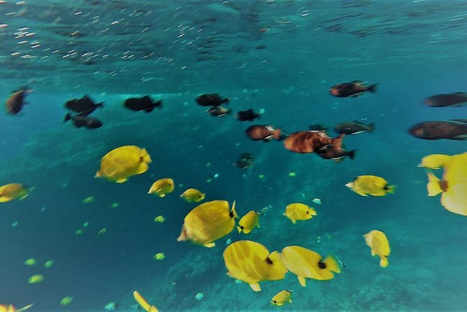 Molokini Crater Zodiak Adventure - Snorkel and Turtle Cove Swim - Breathtaking Molokini Crater