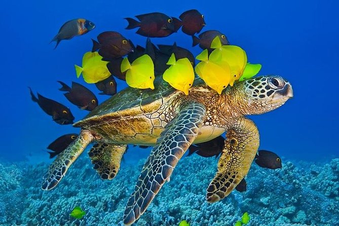 Molokini Crater Zodiak Adventure - Snorkel and Turtle Cove Swim - Convenient Tour Logistics