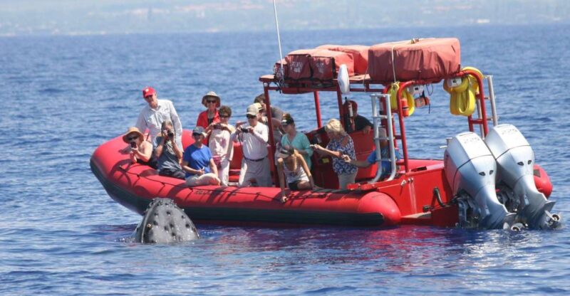 Molokini Snorkel & South Maui Coast Tour - Key Points