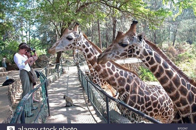 Mombasa City Tour, Fort Jesus and Haller Park - Customizable Itinerary