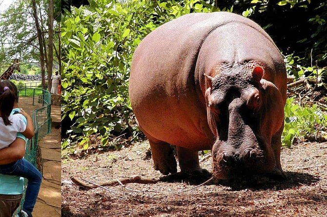 Mombasa Getaway With Haller Park Tours - Tour Inclusions and Pricing
