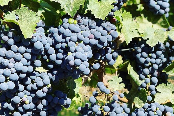Moment Premium Tasting Tour - Tour Inclusions