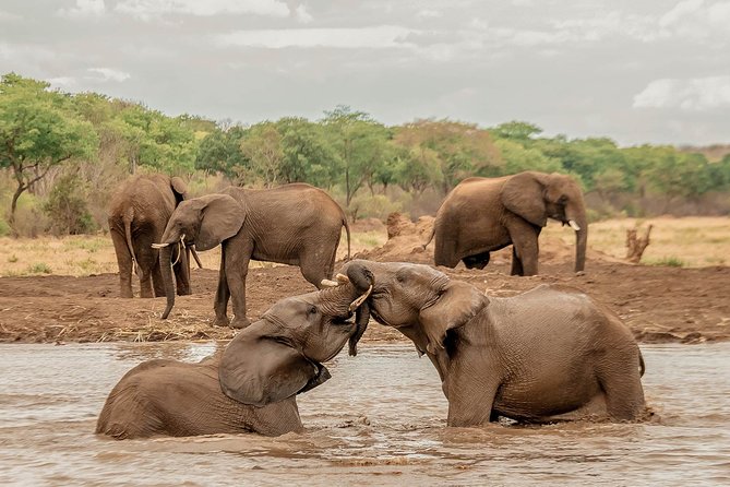 Moments With Elephants - Accessibility and Additional Information