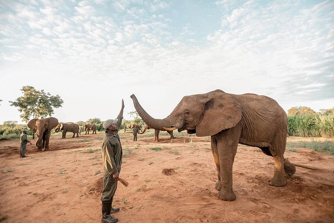 Moments With Elephants - Guest Experiences and Feedback