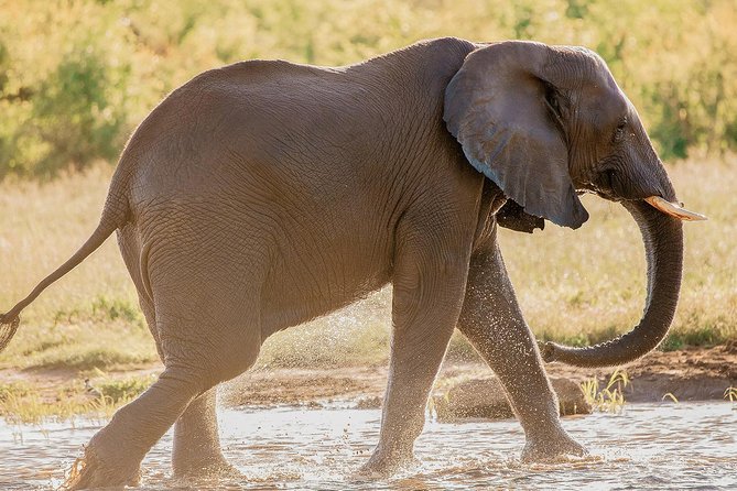 Moments With Elephants - Recap