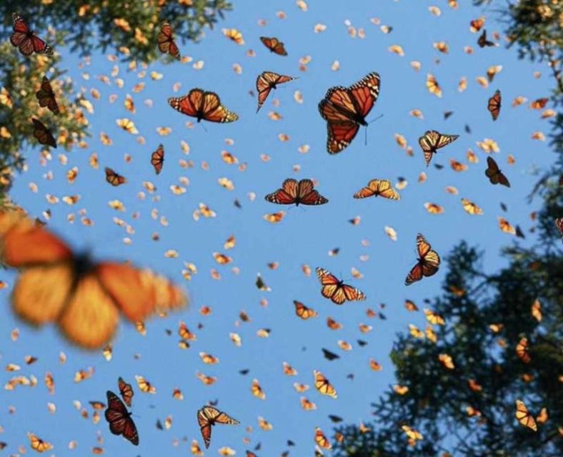 Monarch Butterfly: Biosphere Reserve and Xmas Town Town - Highlights and Experiences