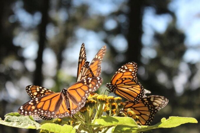 Monarch Butterfly: Biosphere Reserve and Xmas Town Town - Customer Review
