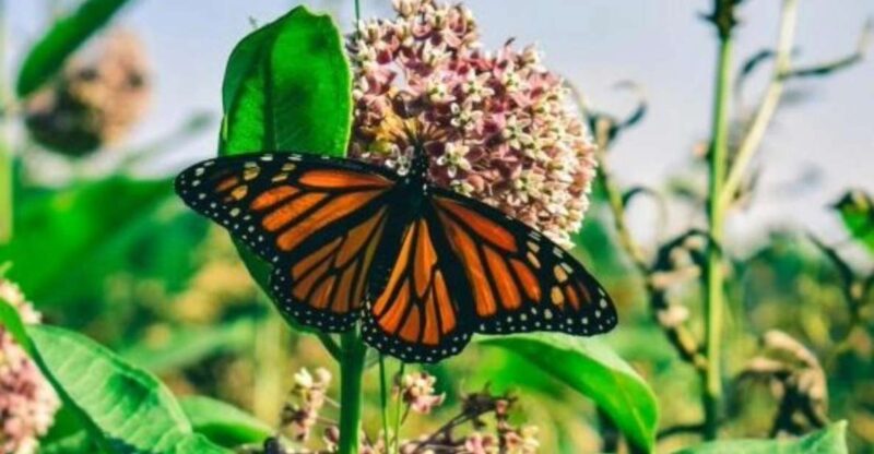 Monarch Butterfly Mexico Reserve Sanctuary & Valle De Bravo - Itinerary Highlights