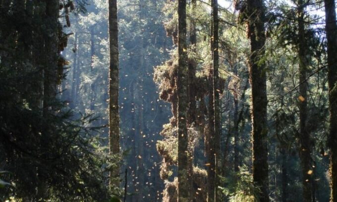 Monarch Butterfly Mexico Reserve Sanctuary & Valle De Bravo - Food Tasting and Local Experiences