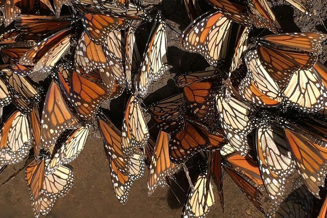 Monarch Butterfly Private Tour (Morelia) - Monarch Butterfly Viewing