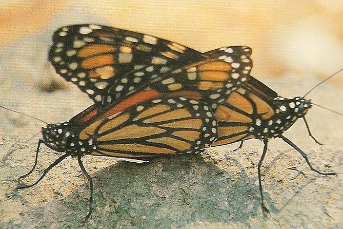 Monarch Butterfly Private Tour (Morelia) - Booking Information