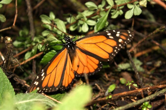 Monarch Butterfly Sanctuary Day Trip From Mexico City - Butterfly Sanctuary Exploration