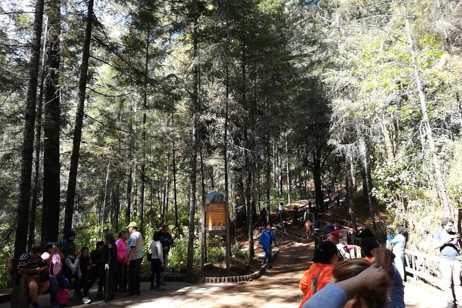 Monarch Butterfly Sanctuary Day Trip From Mexico City - Traveler Feedback and Recommendations