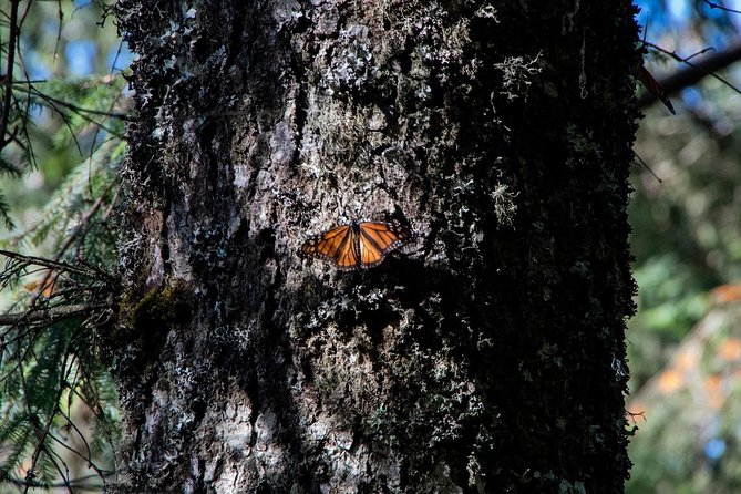 Monarch Butterfly Tour (Departing From Morelia) - Physical Requirements and Restrictions