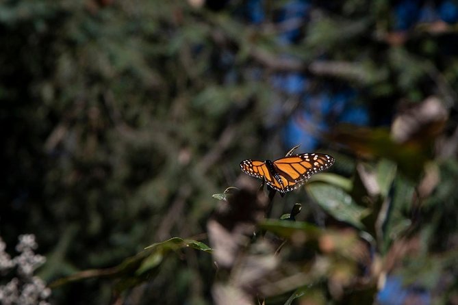 Monarch Butterfly Tour (Departing From Morelia) - Guide and Tour Quality