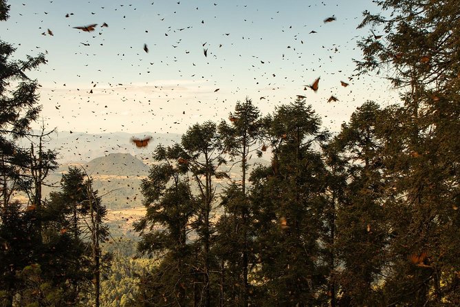 Monarch Butterfly Tour (Departing From Morelia) - Departure and Viewing Opportunities