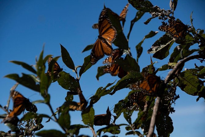 Monarch Butterfly Tour (Departing From Morelia) - Monarch Butterfly Sanctuary Options