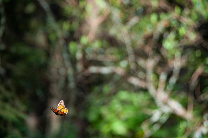 Monarch Butterfly Tour (Departing From Morelia) - Booking and Cancelation Policy