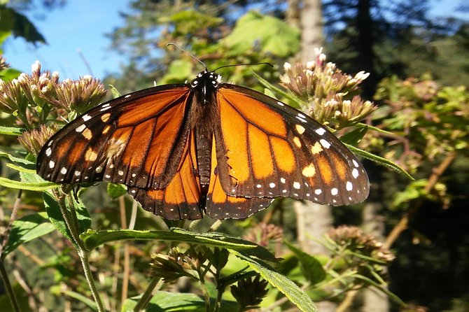 Monarch Butterfly Tour From Mexico City - Key Points