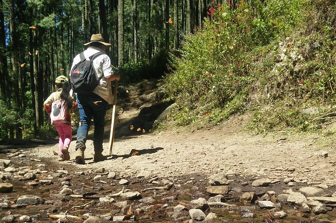 Monarch Butterfly Tour From Mexico City - Inclusions and Pricing