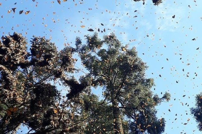Monarch Butterfly Tour From Mexico City - Hands-on Cultural Experience