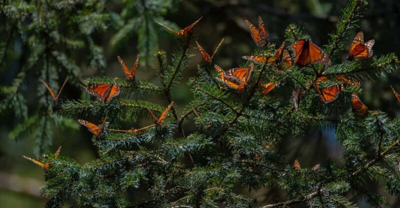 Monarch Butterfly Tour in Michoacan - Itinerary Highlights