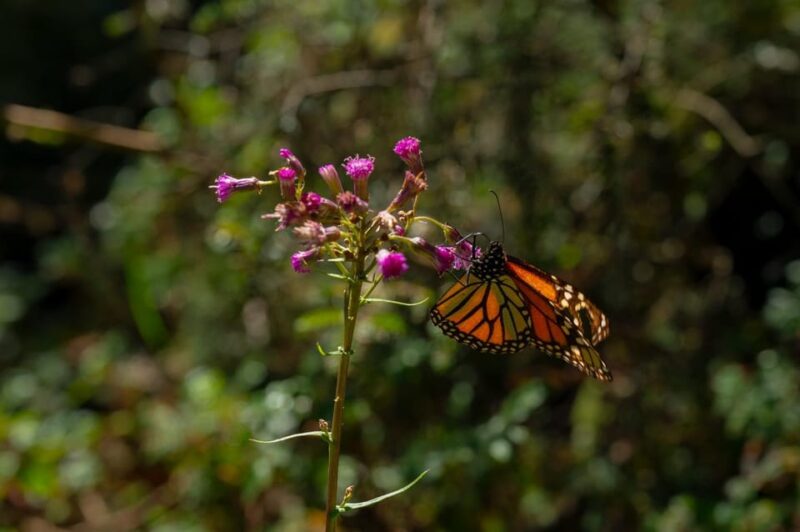 Monarch Butterfly Tour in Michoacan - Included in the Tour