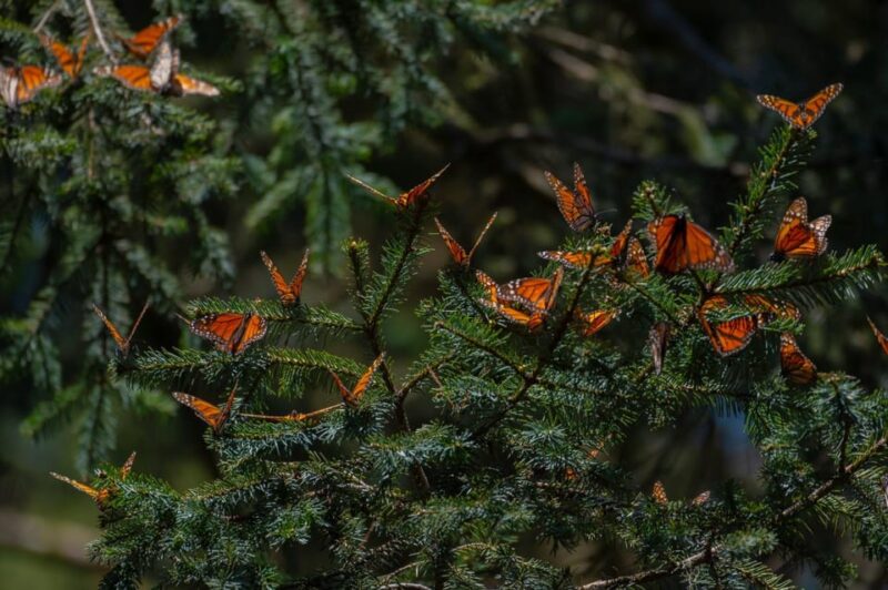 Monarch Butterfly Tour in Michoacan - Important Considerations