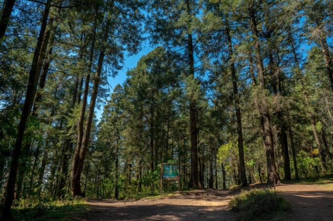 Monarch Butterfly Tour in Michoacan - Group Size and Duration
