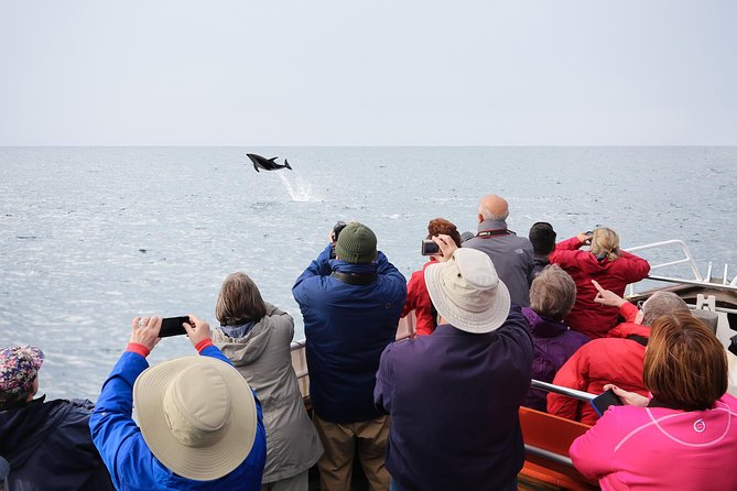 Monarch Wildlife Cruise - Wildlife Experience