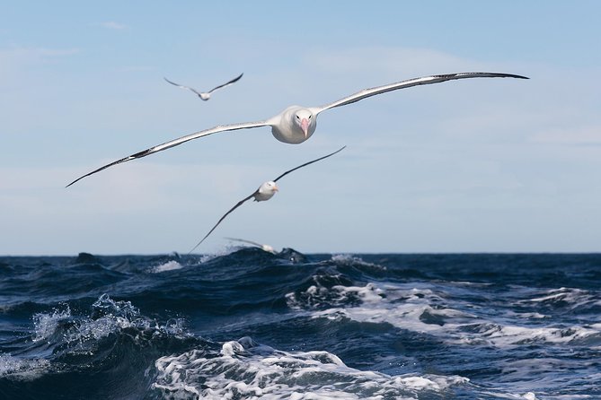 Monarch Wildlife Cruise - Tour Details