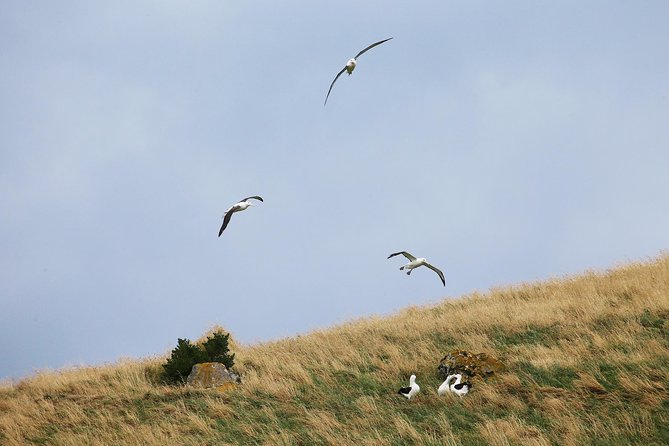 Monarch Wildlife Cruise - Booking Information
