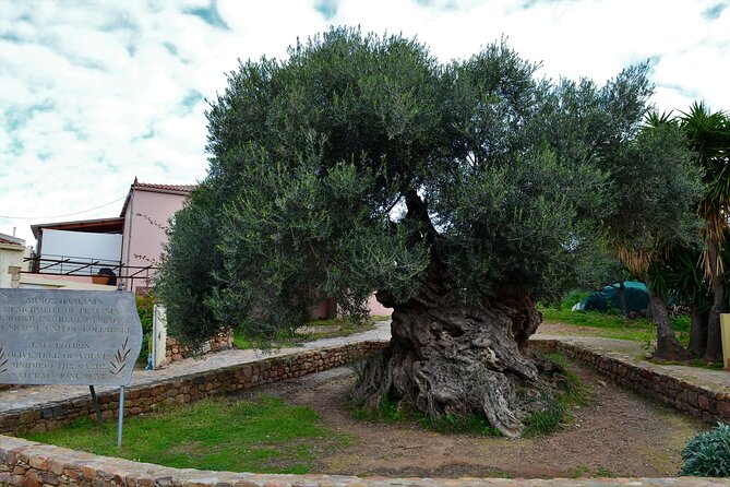 Monastery - Ancient Olive Tree & Museum-Cretan Brewery Private Tour From Chania - Key Points
