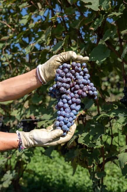 Monforte Dalba: Tasting of Iconic Langhe Wines and Winery Tour - Itinerary Highlights