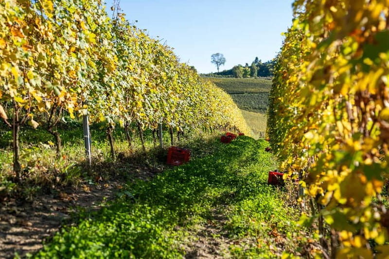 Monforte Dalba: Tasting of Iconic Langhe Wines and Winery Tour - Accessibility and Group Information