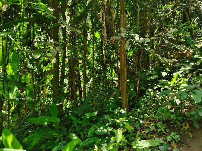 Monk Trails Hike, Wat Phalat, Monk Chanting, Wat Doi Suthep. - Highlights and Experience