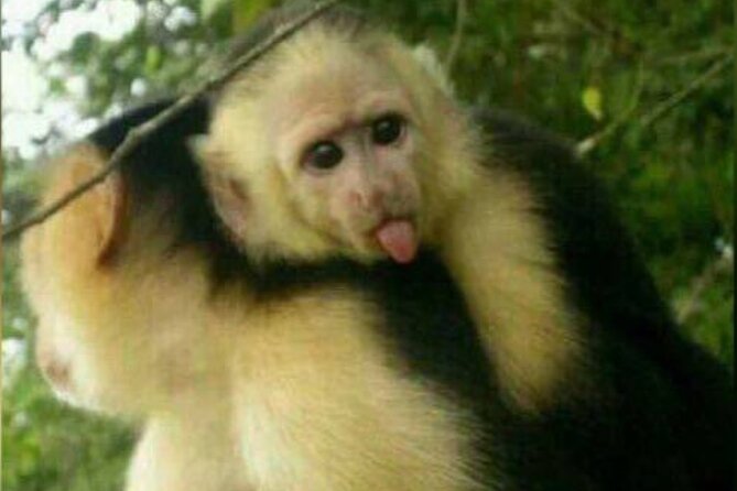 Monkey and Sloth Jungle Habitat Panama Tour - Tour Experience and Activities